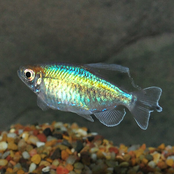 Imagem do Tetra do Congo